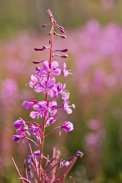 Fireweed